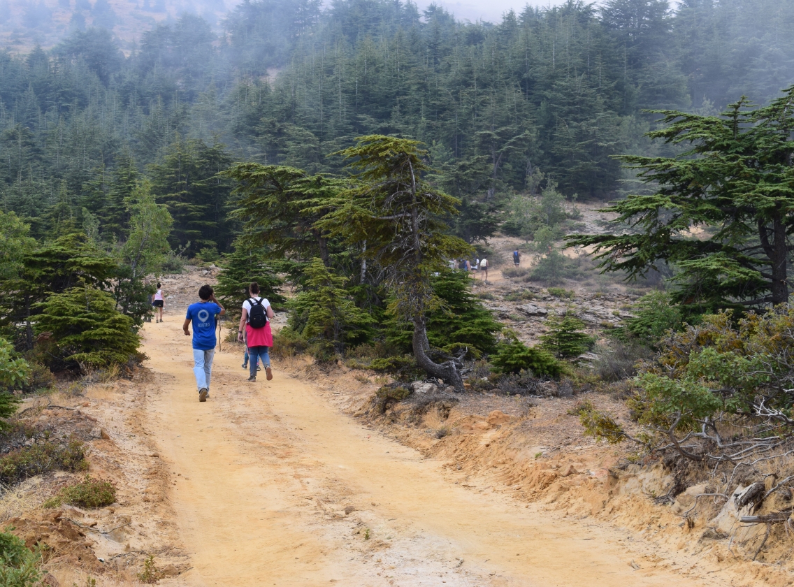 Forest Trails